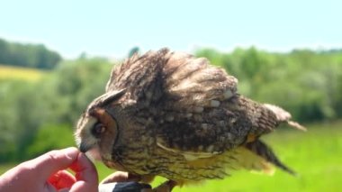 Uzun kulaklı yırtıcı baykuş, erkek elinden yemek yiyor, botanik bahçesi, yakın plan.