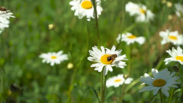 Weiße Kamillenwiese mit zwei Bienen im Wind, Zeitlupe aus nächster Nähe — Stockvideo