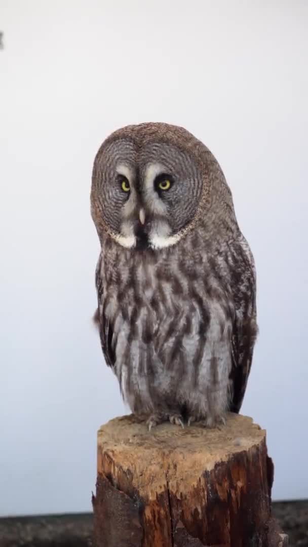 Great Grey Owl debout sur souche en bois à la recherche de différentes façons, vidéo verticale — Video