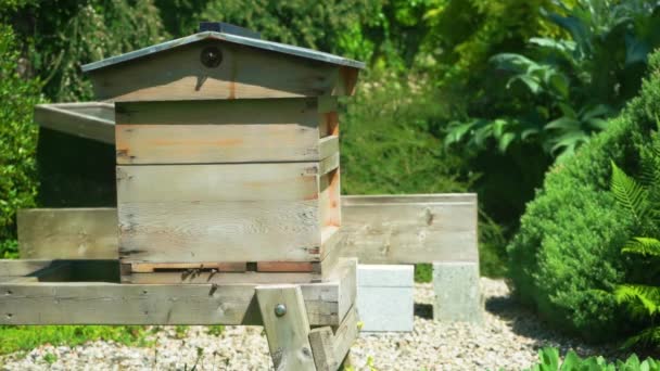 Colmenas en el jardín de abejas, muchas abejas en la granja recogiendo polen, fondo verde — Vídeo de stock