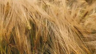 Altın kulaklı buğday tarlası rüzgarlı yaz güneşinde sallanıyor, tahıllar 4K yakın mesafede.
