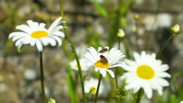 Weiße Kamillenwiese mit zwei Bienen im Wind, Zeitlupe aus nächster Nähe — Stockvideo