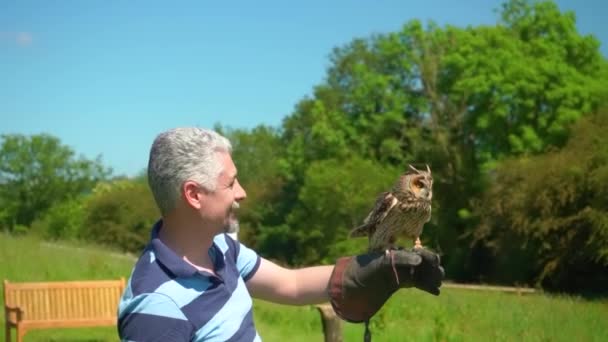 Man holding on hand with glove long eared owl bird of prey which slowly fly away — Stock Video