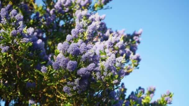 Violette floraison liliaque arbre à fleurs se balançant sur la journée ensoleillée d'été venteux, espace de copie — Video