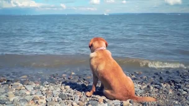 Brown Labrador hund som ligger på stenstranden och tittar på avstånd, vågig havsdag — Stockvideo