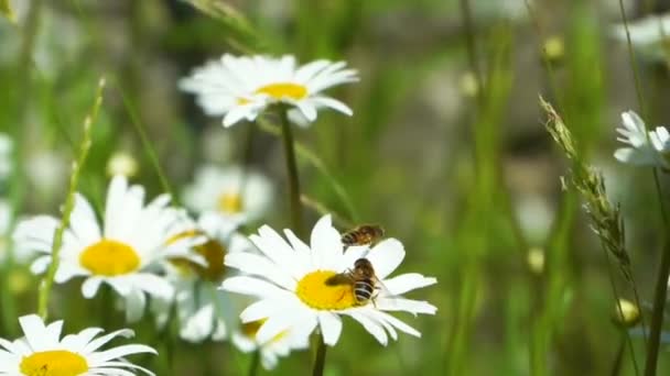 Pâquerettes blanches prairie avec deux abeilles balancent dans le vent fermer l'espace de copie vue du dessus — Video