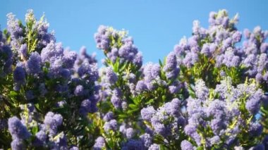 Mor çiçekli zambak ağacı rüzgarlı yaz güneşli bir günde sallanıyor, kopyala uzay