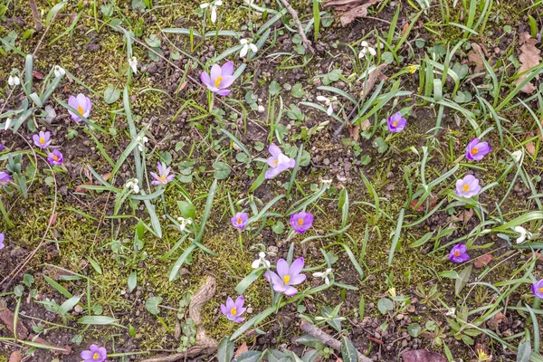 Crocuses and snowdrops view from above — Stock Photo, Image
