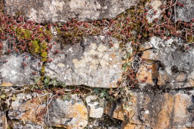 Gri yosunlu duvar arka plan