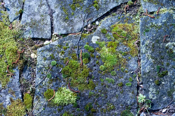 Grey mossy wall background — Stock Photo, Image