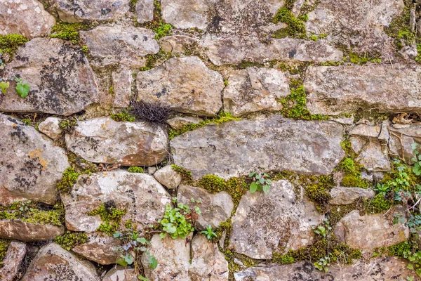 Grey mossy wall background — Stock Photo, Image