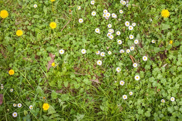 Кульбаби і ромашки на фоні зеленої трави — стокове фото
