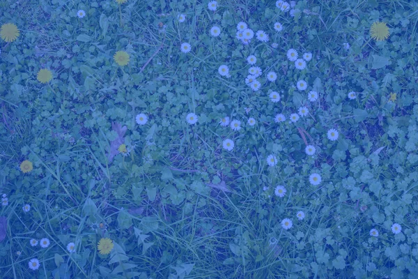 Mavi tonda dandelions ve chamomiles arka plan — Stok fotoğraf