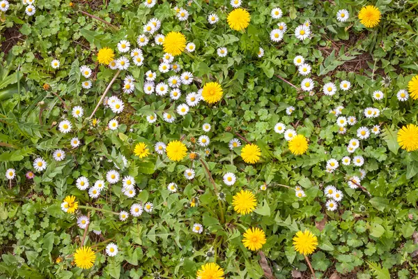 Löwenzahn und Kamille auf grünem Gras Hintergrund — Stockfoto