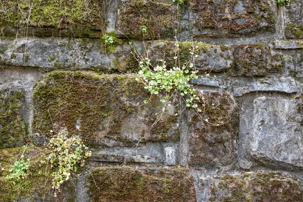 Grå mossiga väggen bakgrund — Stockfoto