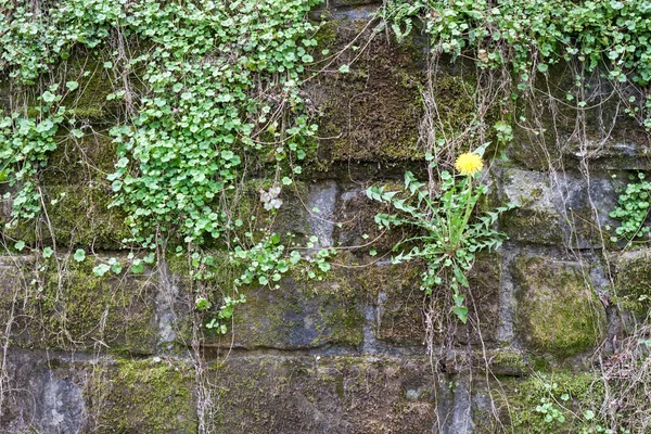 Gri yosunlu duvar arka plan — Stok fotoğraf