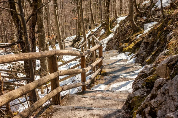 Stig i skogen — Stockfoto