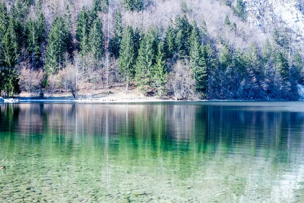 Reflexion des Waldes in der Oberfläche des Sees — Stockfoto