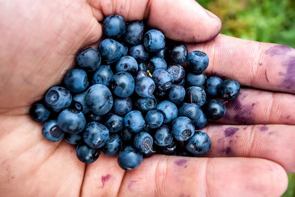 Garść huckleberries — Zdjęcie stockowe