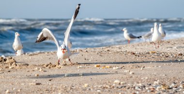 Deniz martı ekmek yemek