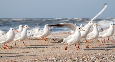 Deniz martı ekmek yemek
