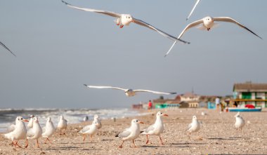 Deniz martı ekmek yemek