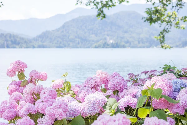 hydrangea blossom on lake Bled