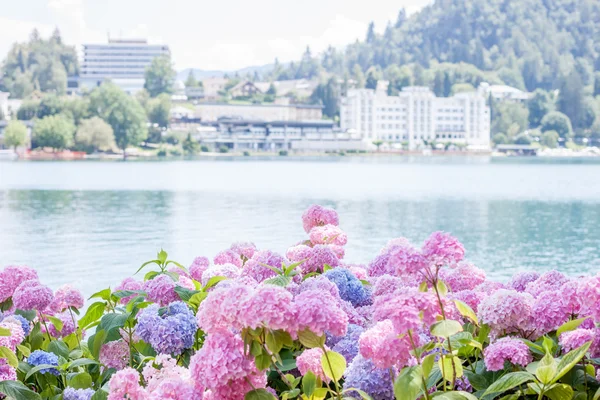 Hortensia fleur sur le lac Bled — Photo