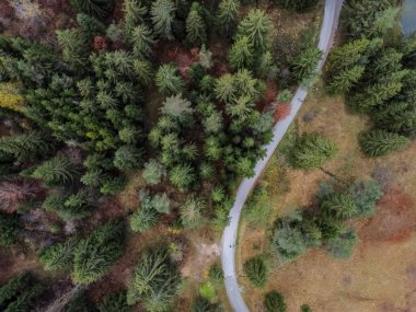 Sonbahar orman insansız hava aracı manzarasında yol