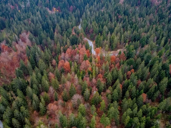 Estrada na floresta de outono drone vista — Fotografia de Stock