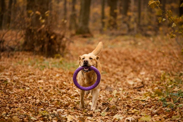 Sonbahar ormandaki Labrador — Stok fotoğraf