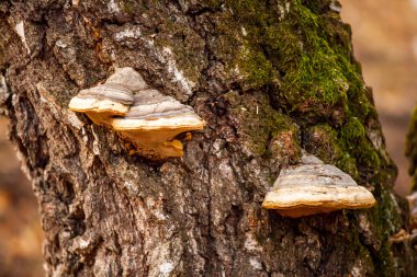 gövde moss ve mantar ile