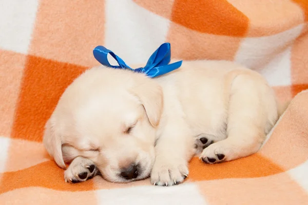 uykulu labrador köpek yavrusu