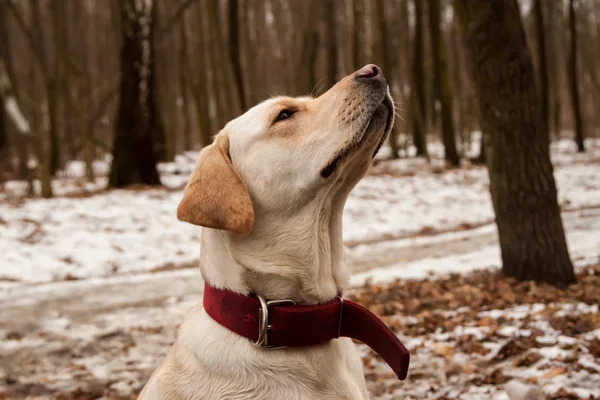 Sarı labrador — Stok fotoğraf