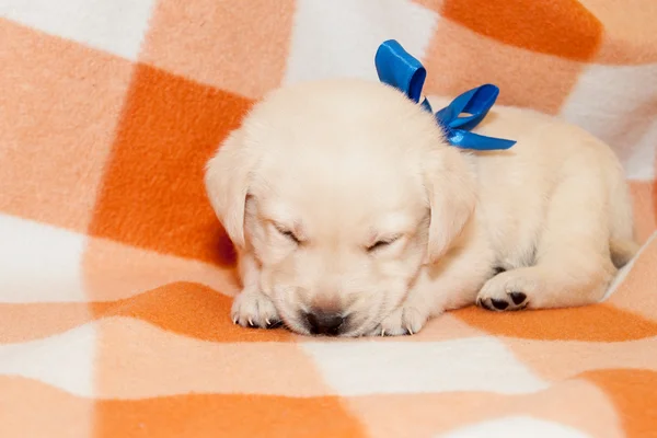 Sleepy labrador puppy — Stock Photo, Image