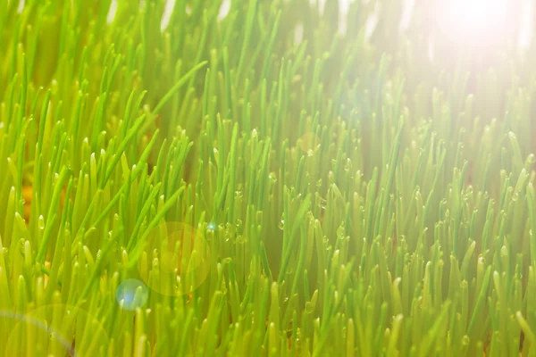 근접 촬영 녹색 봄 잔디 — 스톡 사진