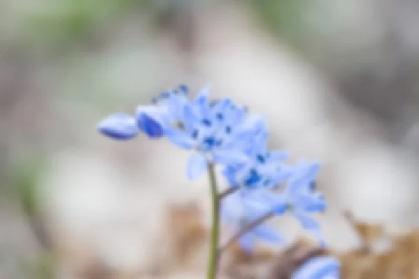 Bucaneve blu sfocato — Foto Stock