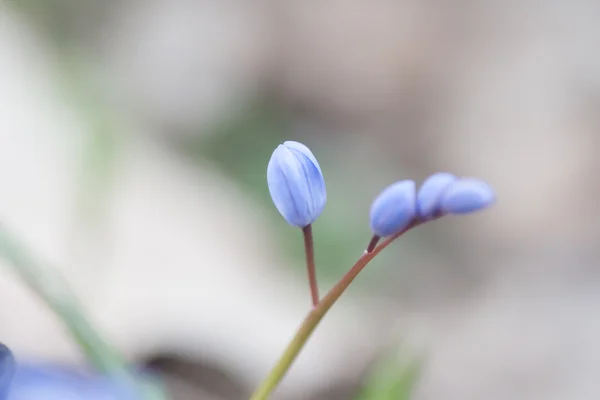 Queda de neve azul — Fotografia de Stock