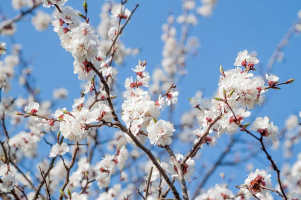 White spring apricot flowers — Stock Photo, Image