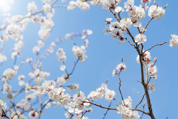 White spring apricot flowers — Stock Photo, Image