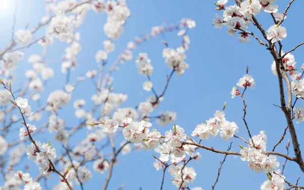 White spring apricot flowers — Stock Photo, Image