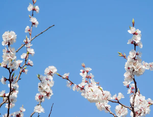 White spring apricot flowers — Stock Photo, Image