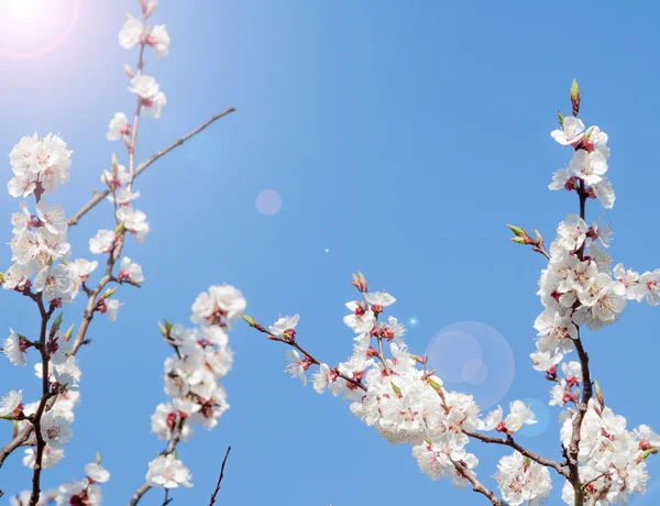 White spring apricot flowers — Stock Photo, Image