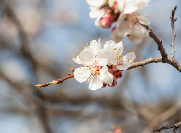 First apricot flowers — Stock Photo, Image