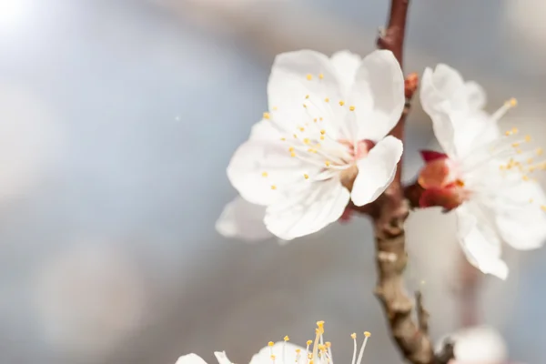 Macro apricot flowers — Stock Photo, Image
