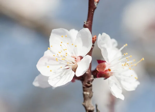 First apricot flowers — Stock Photo, Image