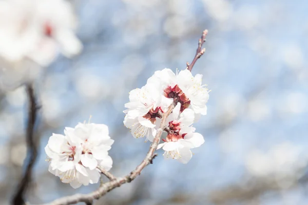 First apricot flowers — Stock Photo, Image