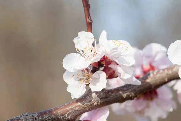 First apricot flowers — Stock Photo, Image