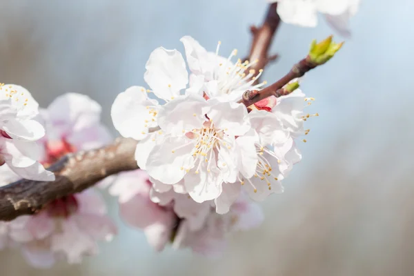 First apricot flowers — Stock Photo, Image