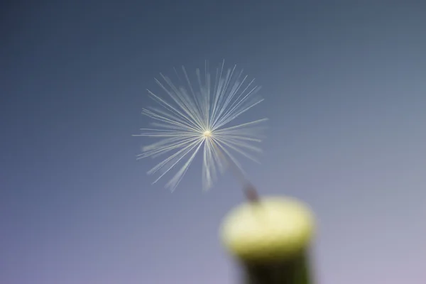 Closeup last dandelion seed — Stock Photo, Image